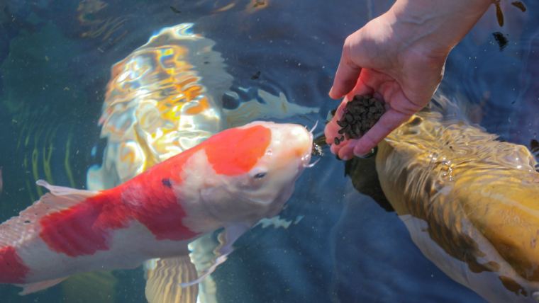 Swimming art Bringing koi feed back to nature Alltech